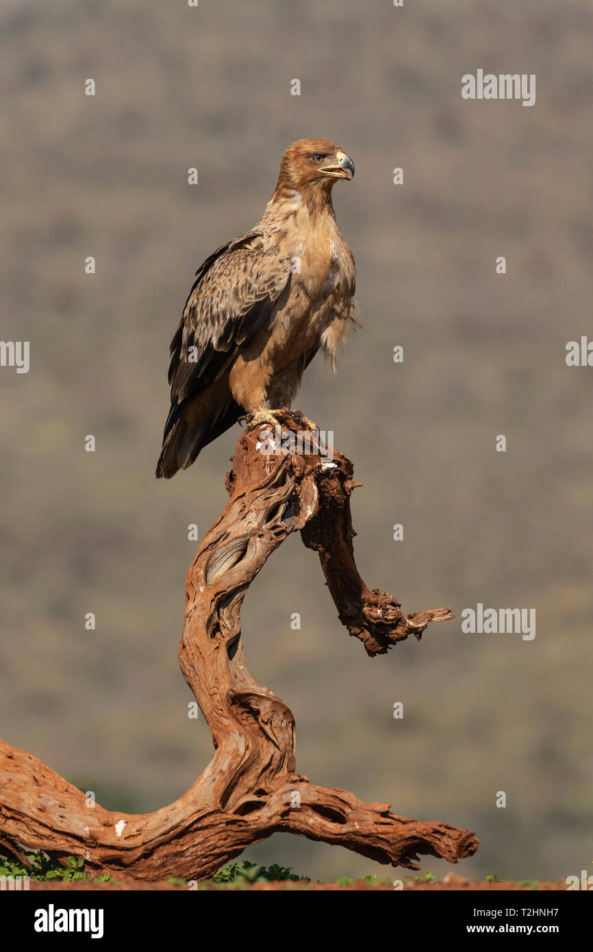 Tawny eagle, Aquila rapax,  Zimanga private game reserve, KwaZulu-Natal, South Africa Stock Photo