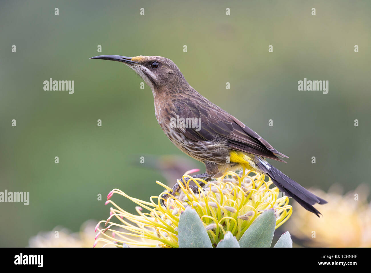 Cape sugarbird, Promerops cafer, on silverleaf wheel-pincushion, Kirstenbosch National Botanical Garden, Cape Town, South Africa Stock Photo