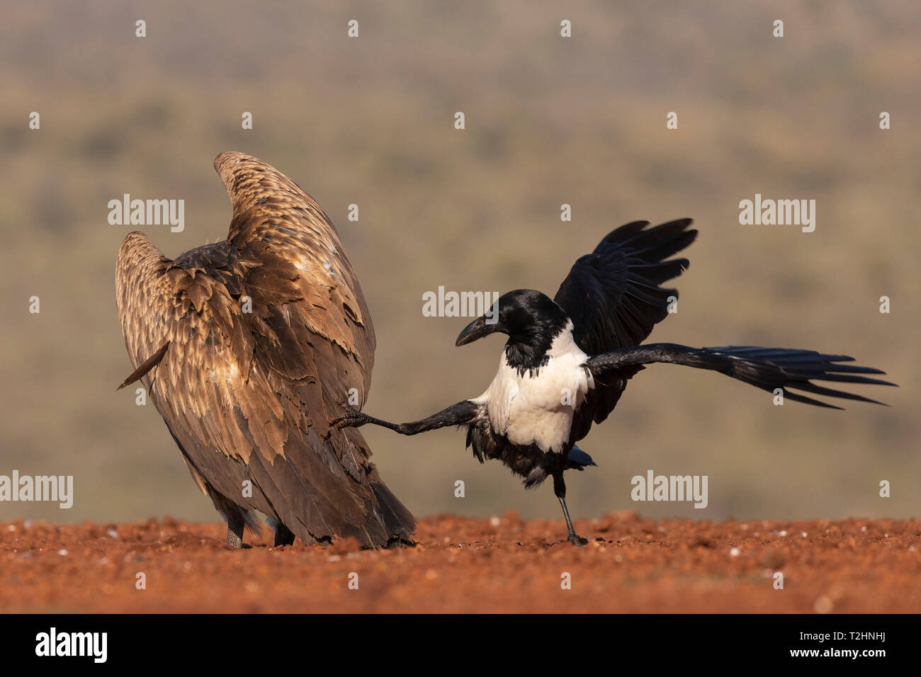 Pied crow, Corvus albus, harassing white backed vulture, Gyps africanus,  Zimanga game reserve, KwaZulu-Natal, South Africa Stock Photo