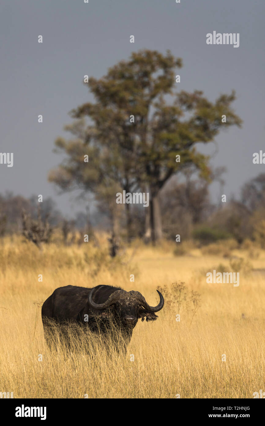 Cape buffalo, Syncerus caffer,  Khwai Conservancy, Botswana, Southern Africa Stock Photo