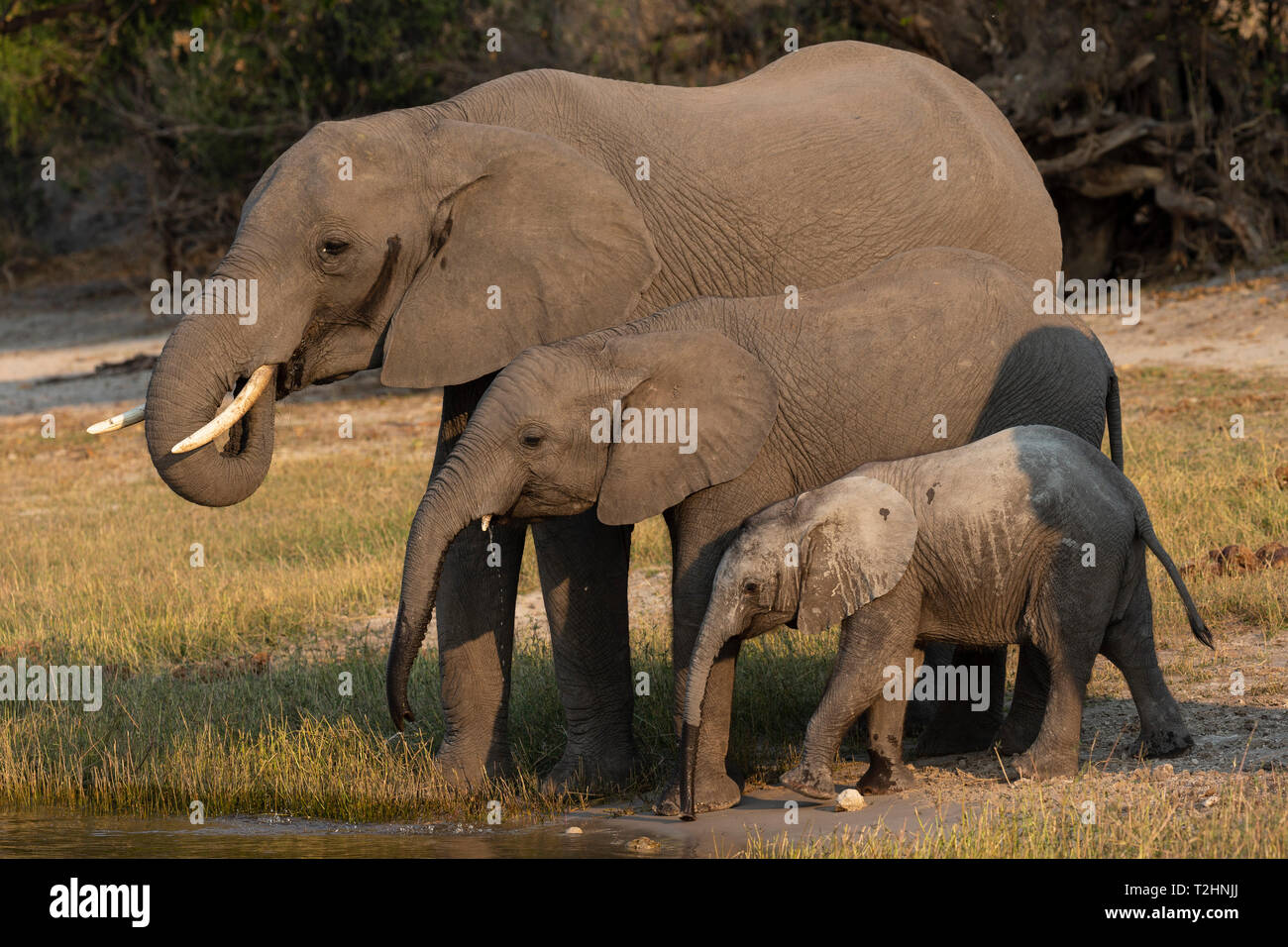 African elephants, Loxodonta africana, drinking, Chobe river, Botswana, Southern Africa Stock Photo