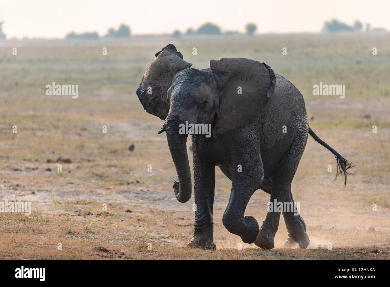African elephant, Loxodonta africana, running, Chobe river, Botswana, Southern Africa Stock Photo