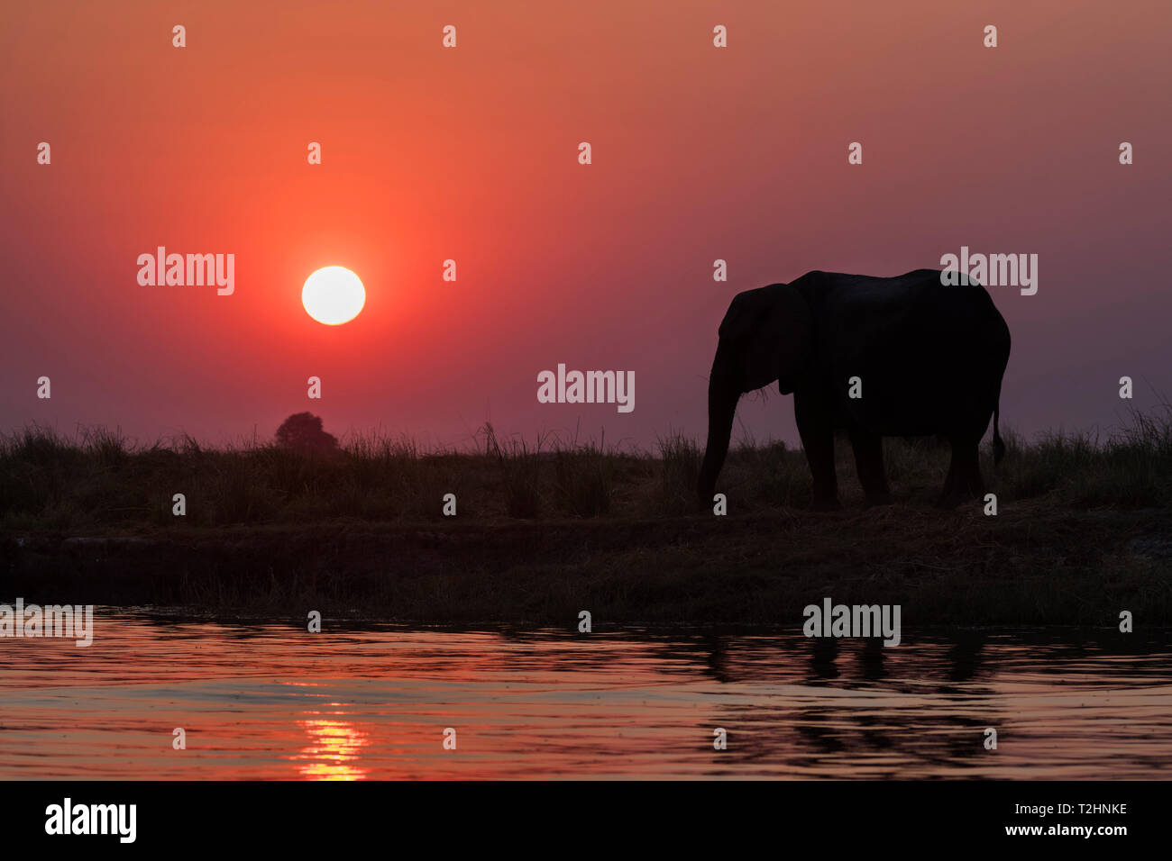 African elephants, Loxodonta africana, at sunset, Chobe river, Botswana, Southern Africa Stock Photo
