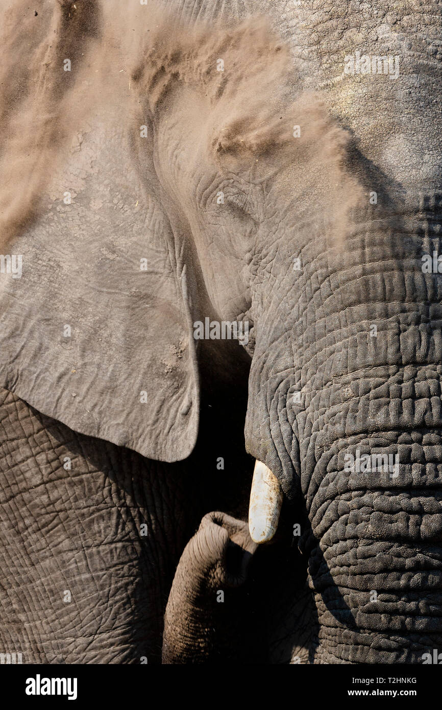 African elephant bull, Loxodonta africana, dusting, Khwai conservancy, Botswana, Southern Africa, Stock Photo