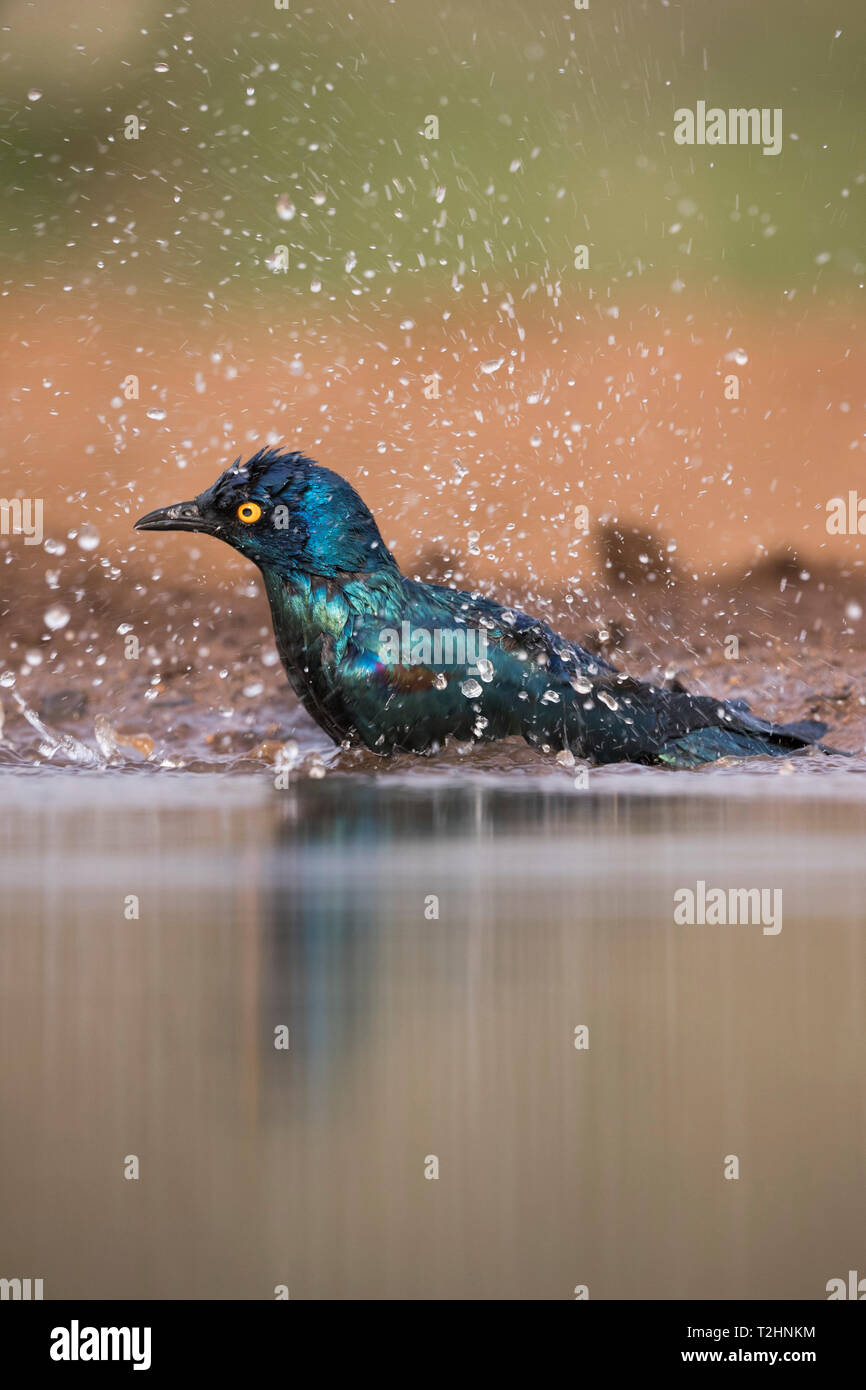 Cape glossy starling, Lamprotornis nitens, bathing, Zimanga private game reserve, South Africa Stock Photo