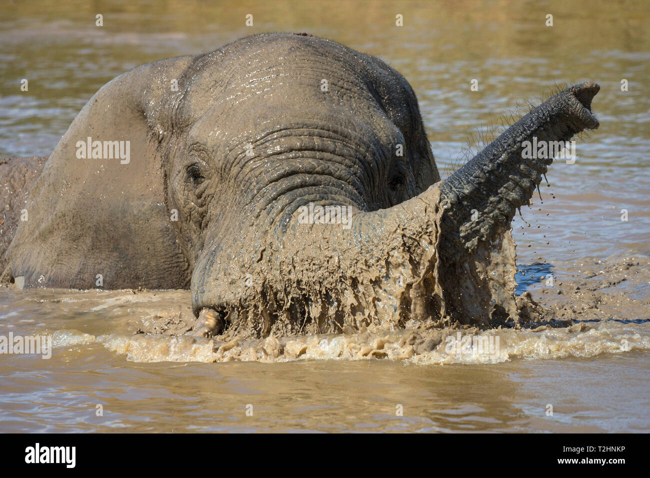 African elephant, Loxodonta africana, bathing, Addo elephant national park, Eastern Cape, South Africa Stock Photo