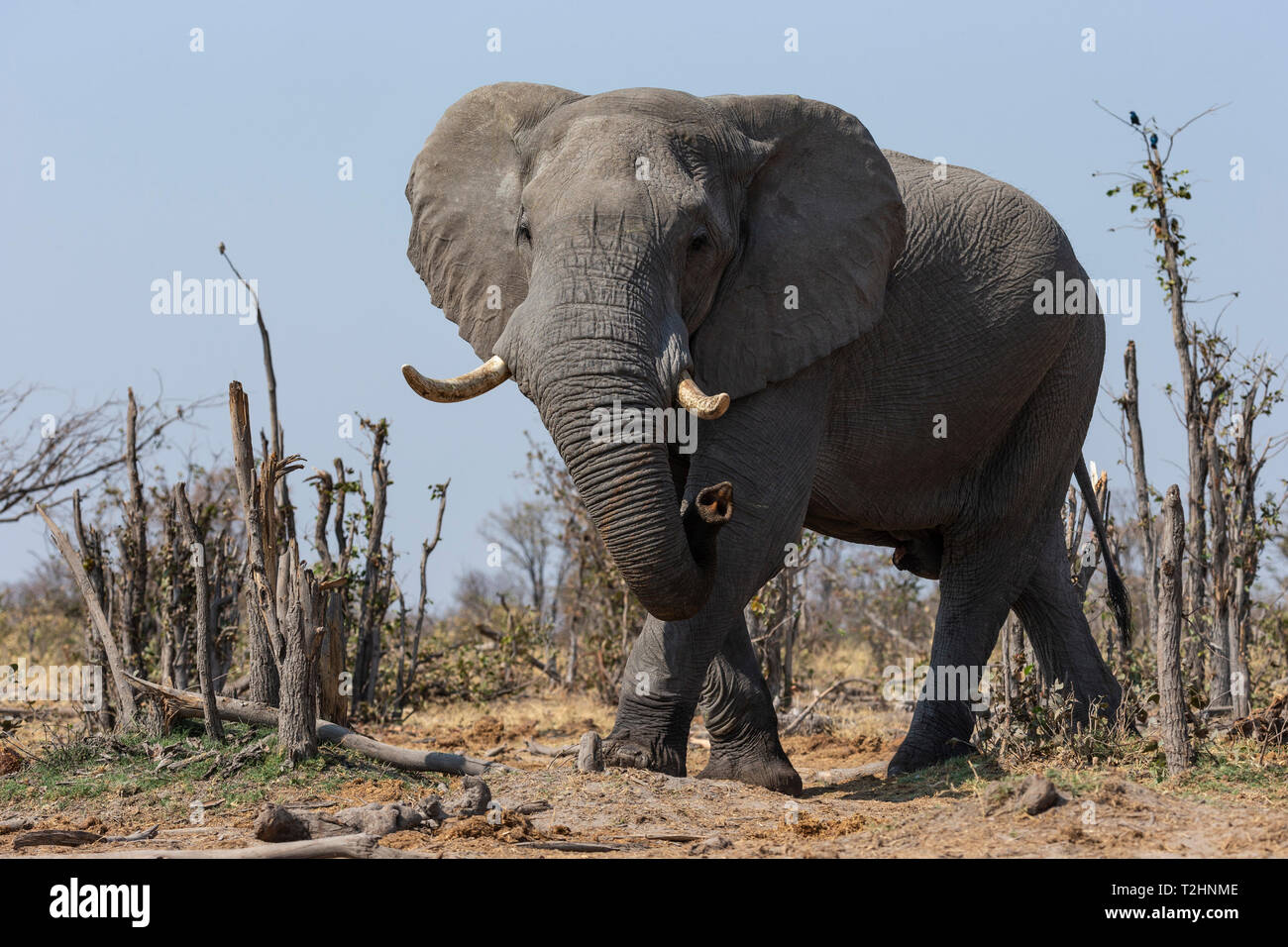 African elephant bull, Loxodonta africana,  Khwai conservancy, Botswana, Southern Africa Stock Photo