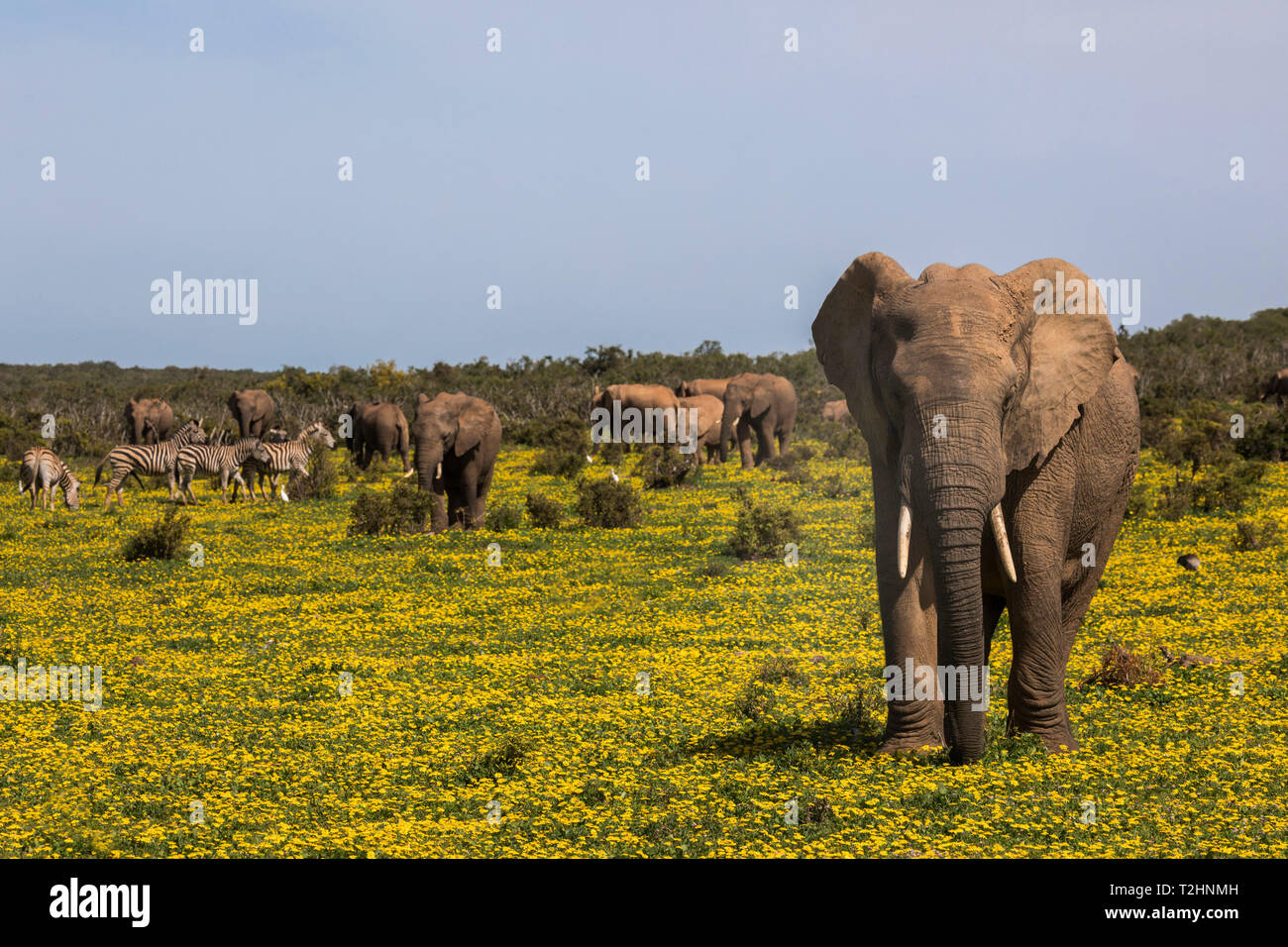 African elephants, Loxodonta africana, in spring flowers, Addo elephant national park, Eastern Cape, South Africa Stock Photo