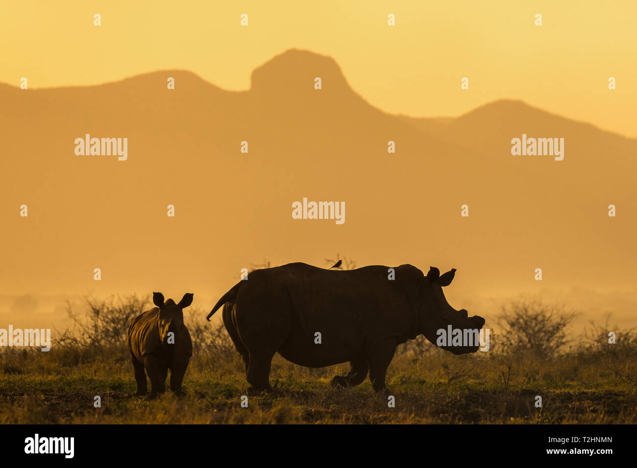 White rhino, Ceratotherium simum, calf and cow, Zimanga private game reserve, KwaZulu-Natal, South Africa Stock Photo