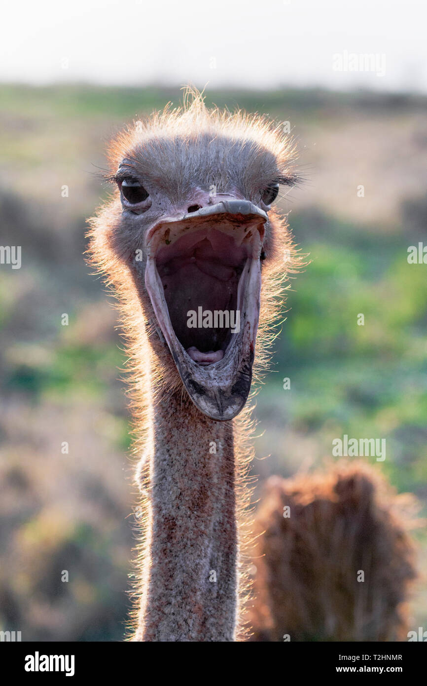 Ostrich, Struthio camelus, male, Zimanga private game reserve, KwaZulu-Natal, South Africa Stock Photo