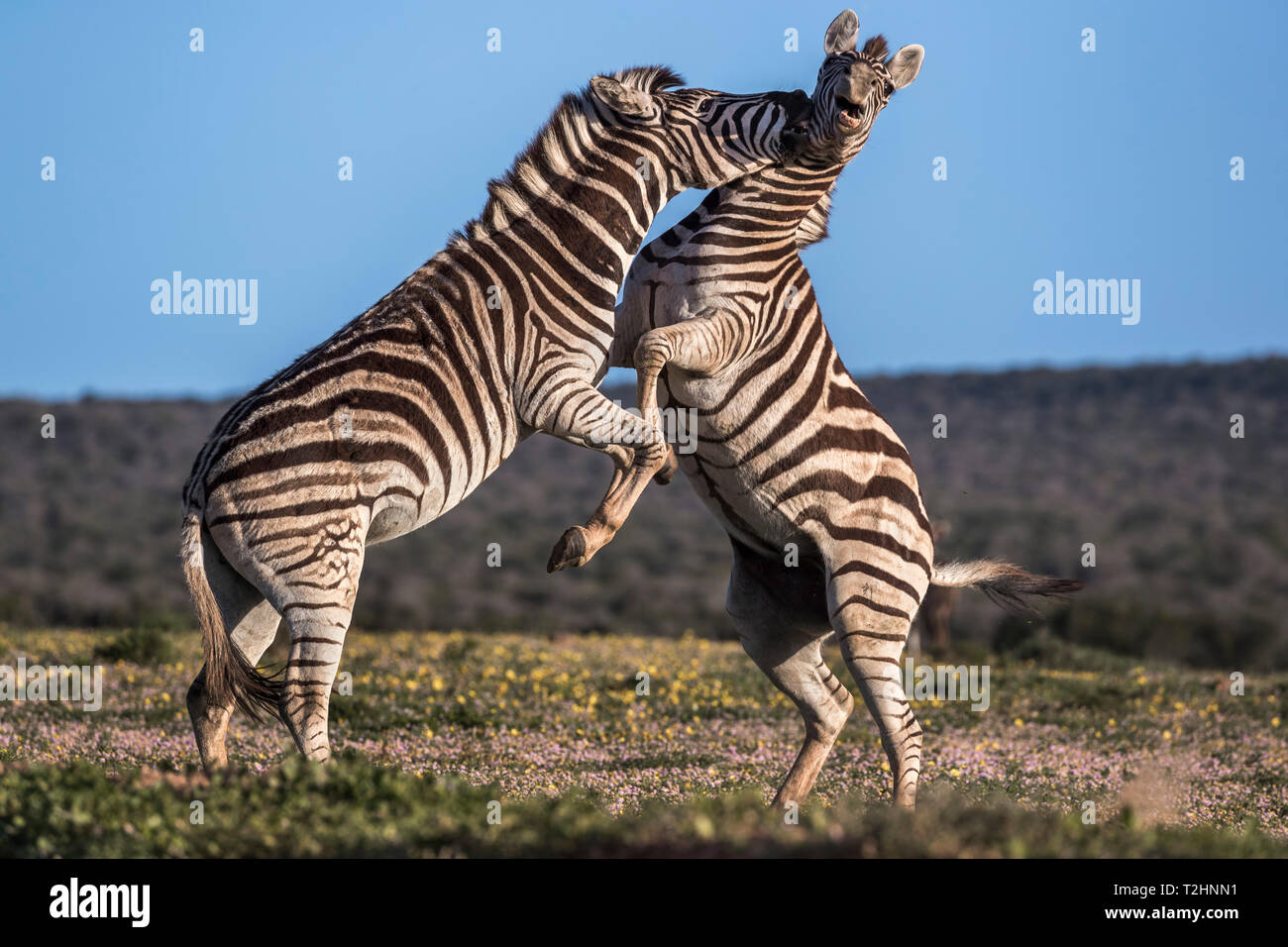 Plains zebra, Equus quagga, fighting, Addo Elephant national park, Eastern Cape, South Africa Stock Photo