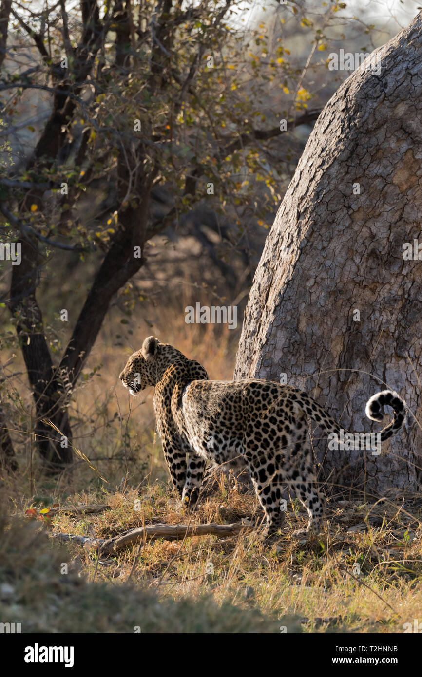 Pregnant leopard, Panthera pardus,  Khwai conservancy, Botswana, Southern Africa Stock Photo