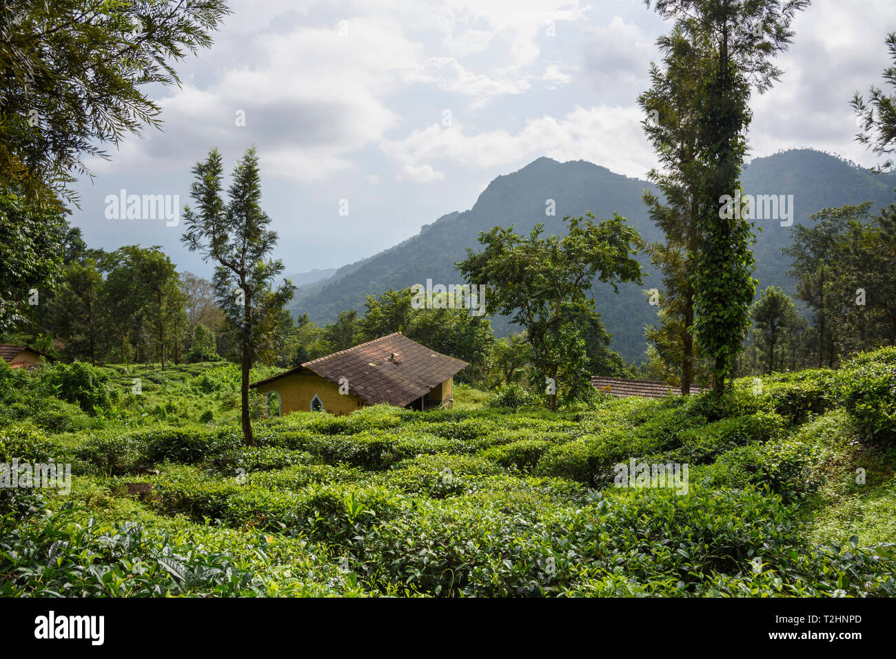 Nilgiri Hills, rainforest and tea plantations, EcoScape, Tamil Nadu, India, South Asia Stock Photo