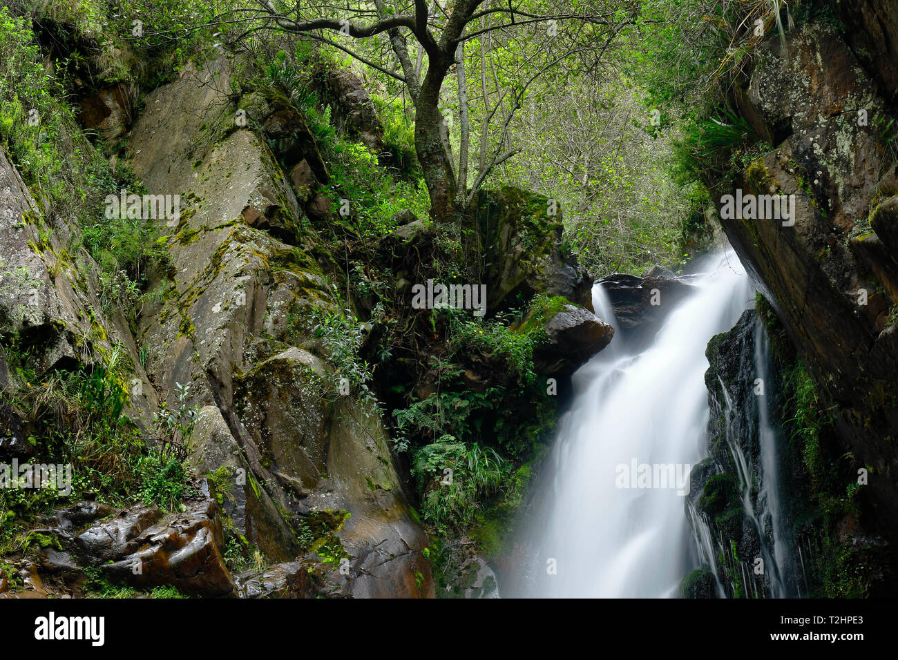 Beautiful natural water fall into the interior of andean forest in a stream called Miraflores located in the mountains. Stock Photo