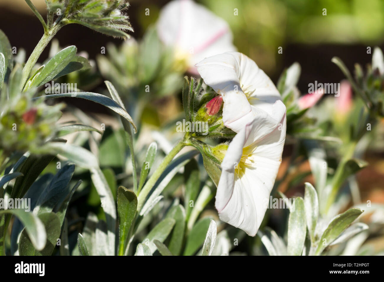 Convolvulus cneorum, shrubby bindweed, silverbush, white flower.  United Kingdom Stock Photo