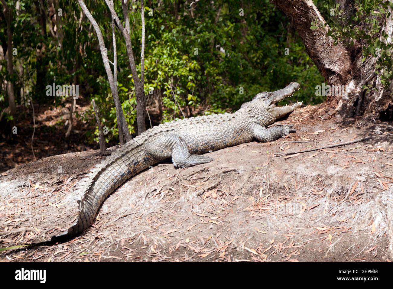 View of a  large Crocodile  at Hartley's Crocodile Adventures, Captain Cook Highway, Wangetti, Queensland, Australia. Stock Photo