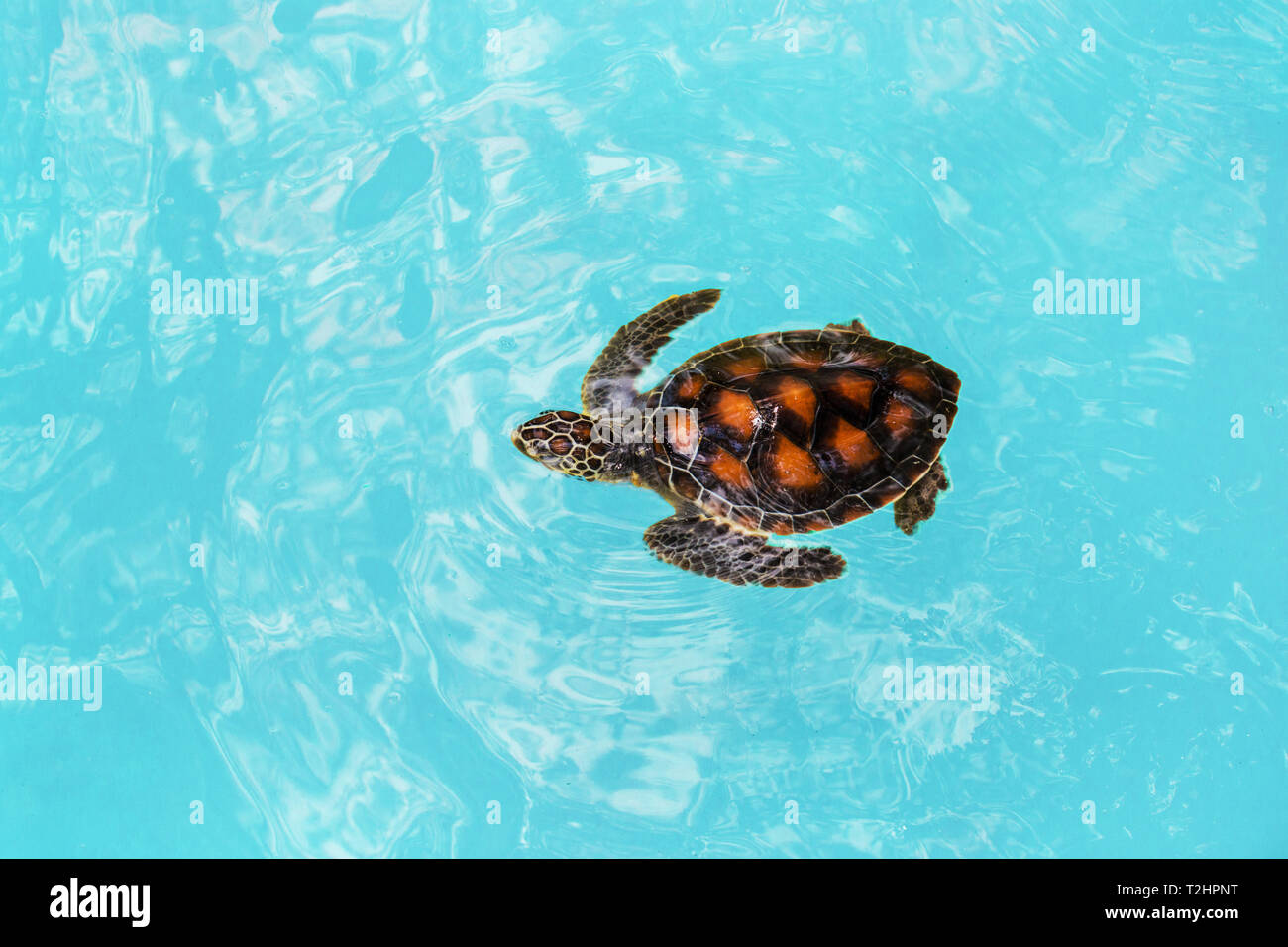 one young turtle swims in the blue water at the turtle farm in tanzania Stock Photo