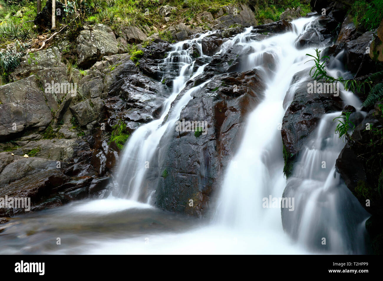 Beautiful natural water fall into the interior of andean forest in a stream called Miraflores located in the mountains. Stock Photo