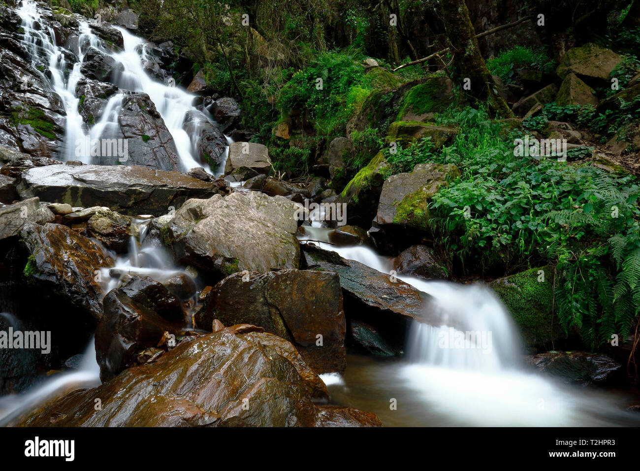 Beautiful natural water fall into the interior of andean forest in a stream called Miraflores located in the mountains. Stock Photo