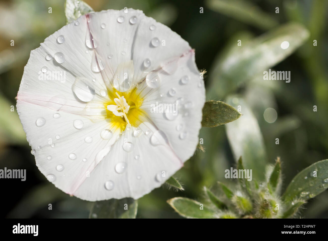 Convolvulus cneorum, shrubby bindweed, silverbush, white flower. United Kingdom Stock Photo