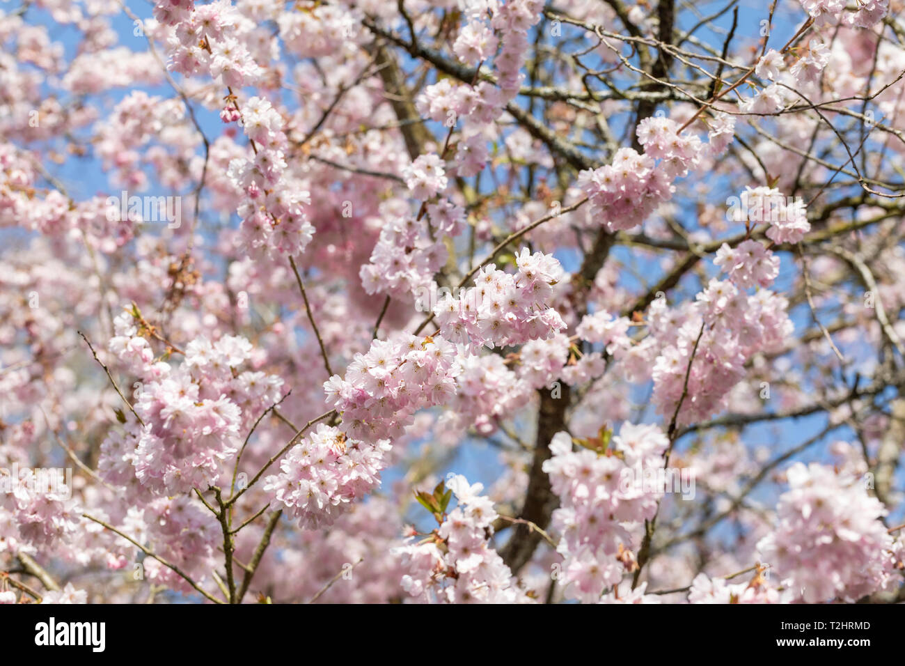 Close up of Prunus Accolade cherry tree blossom flowering in spring, England, UK Stock Photo