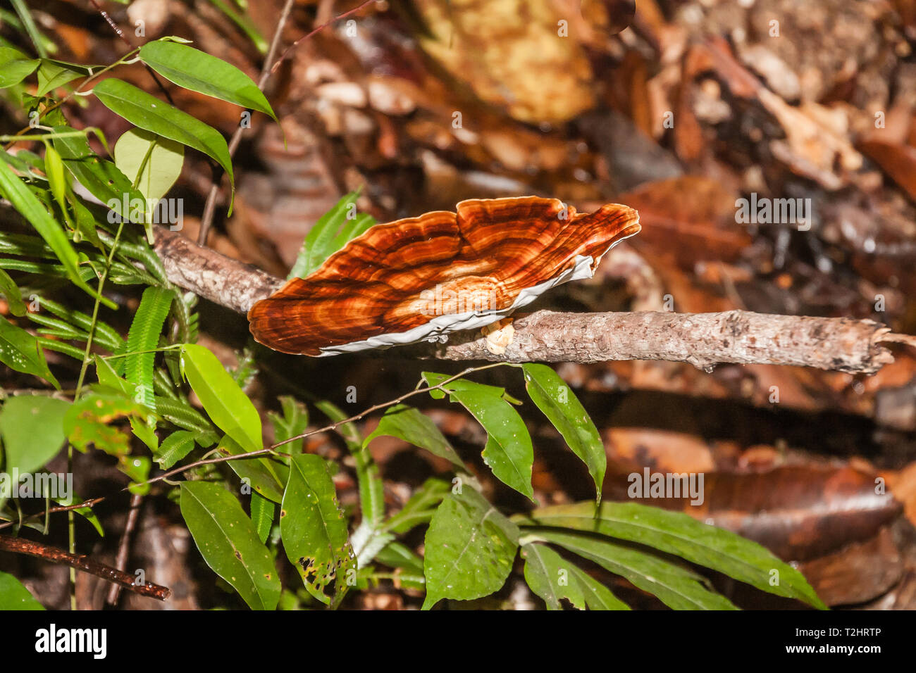 A wood-decaying fungus, Microporus xanthopus, from Penang, Malaysia Stock Photo