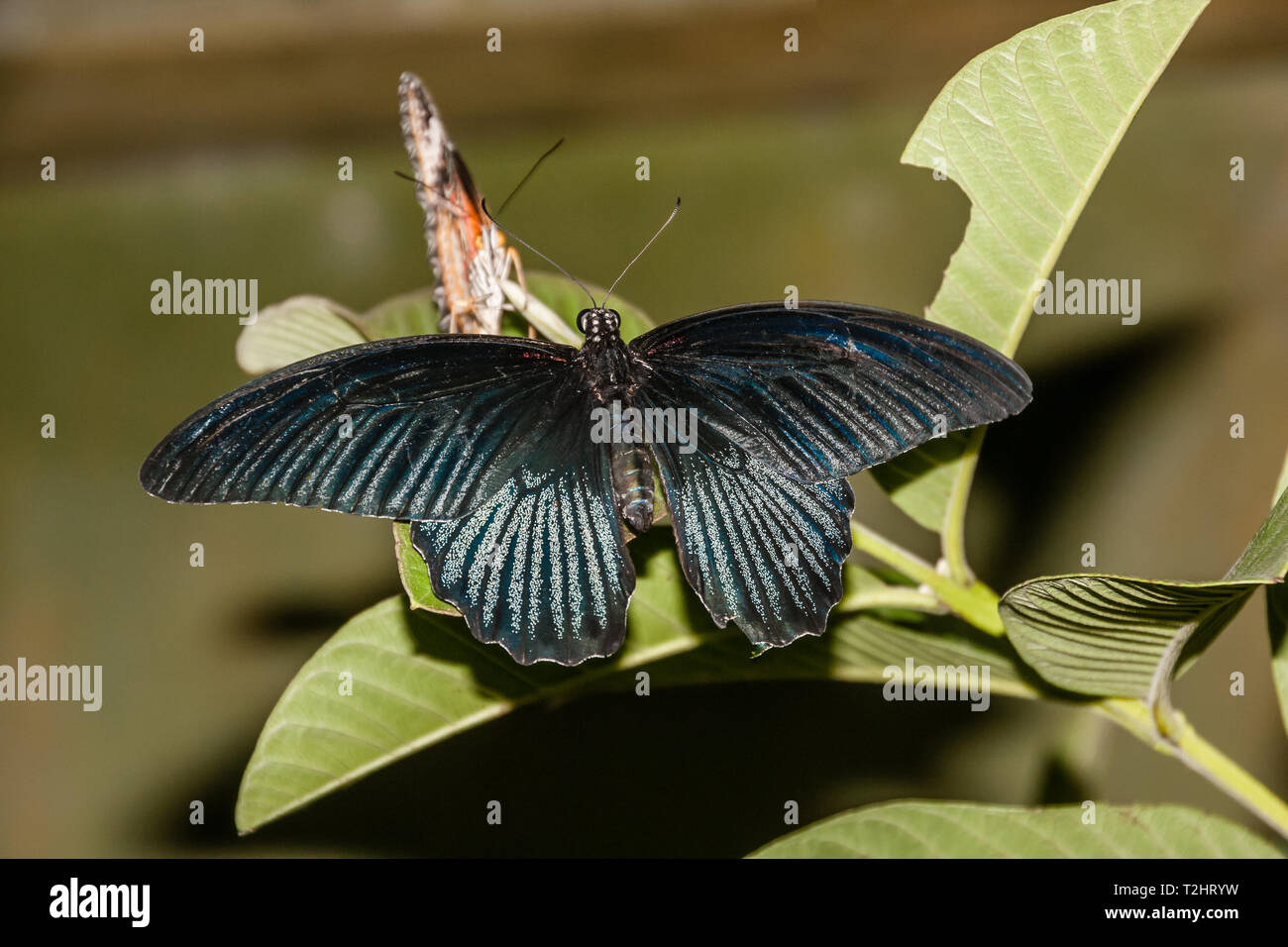 A tropical butterfly of family Papilionidae on a leaf Stock Photo