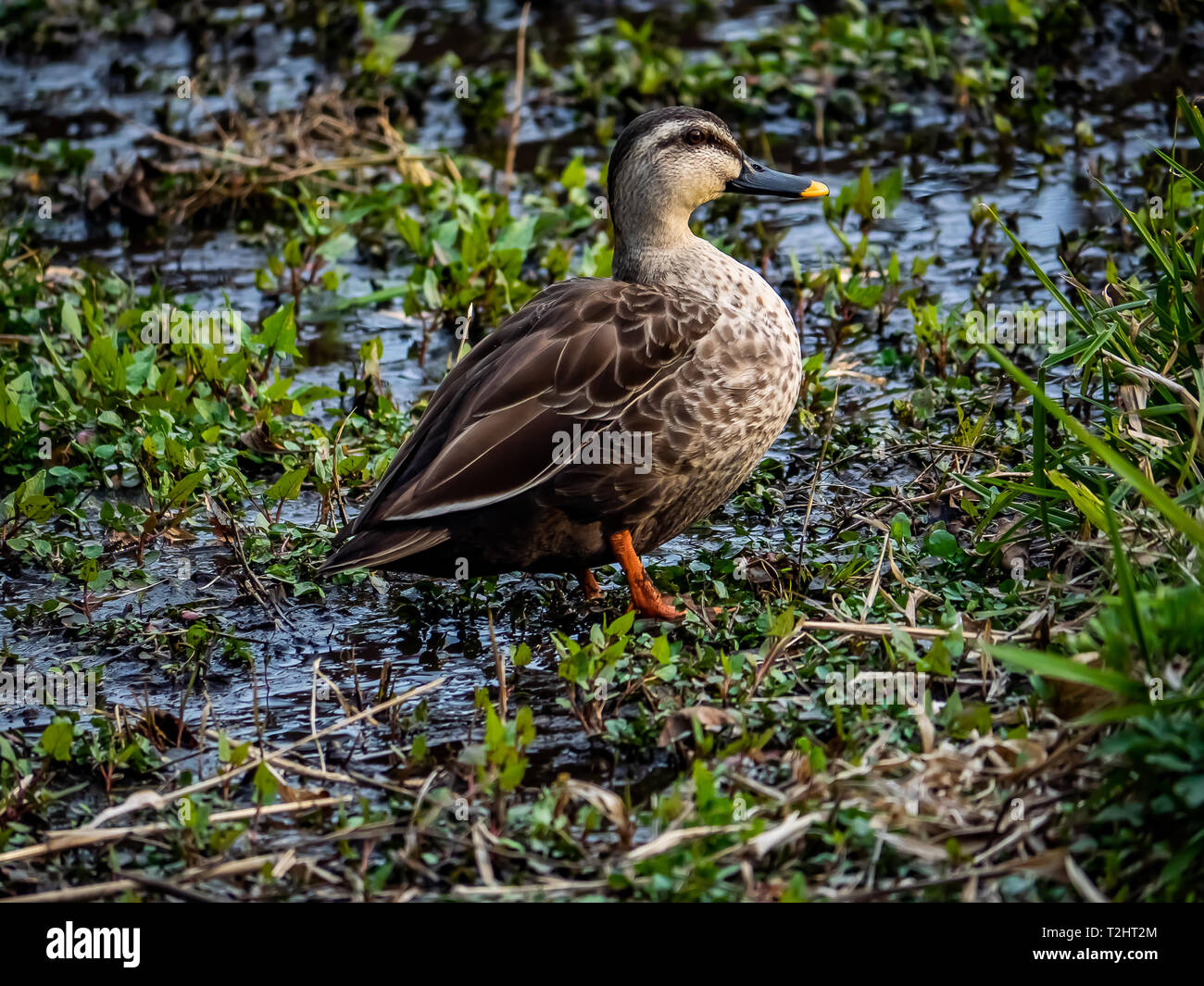 A Japanese spotbill duck stands beside a river while foraging for food in Izumi Forest, a large nature park in Yamato, Japan. Stock Photo