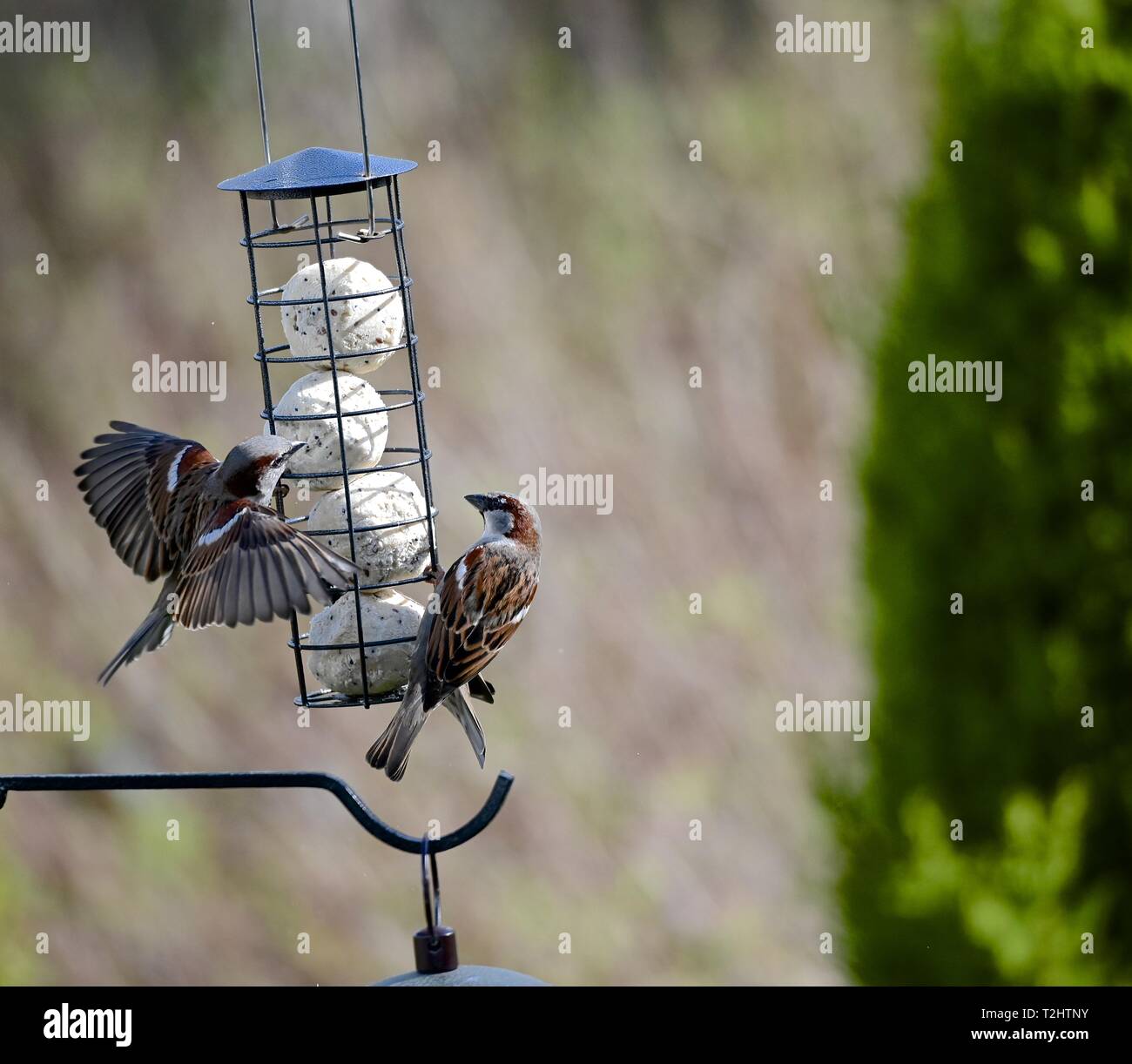 Sparrows Feeding High Resolution Stock Photography and Images Alamy