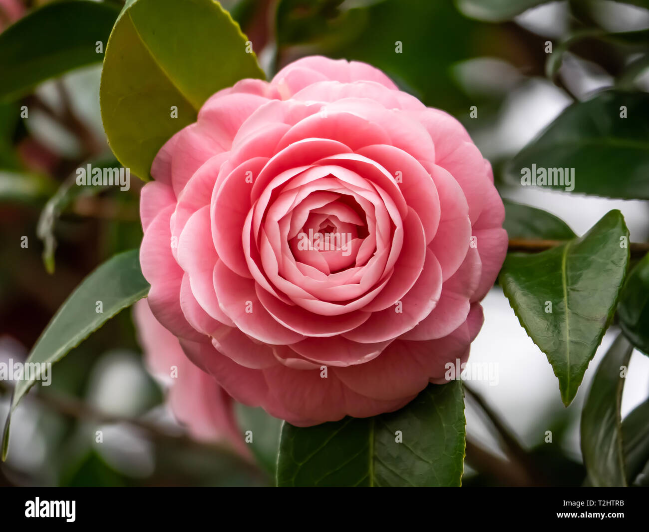 A pink camellia, or Japanese rose, blooms on an early spring day along a  walking path in central Kanagawa Prefecture, Japan Stock Photo - Alamy