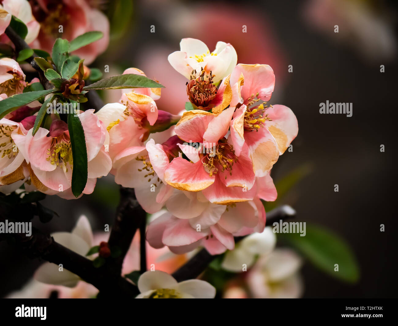 sakura cherry blossoms in full bloom. In Japan, these small pink