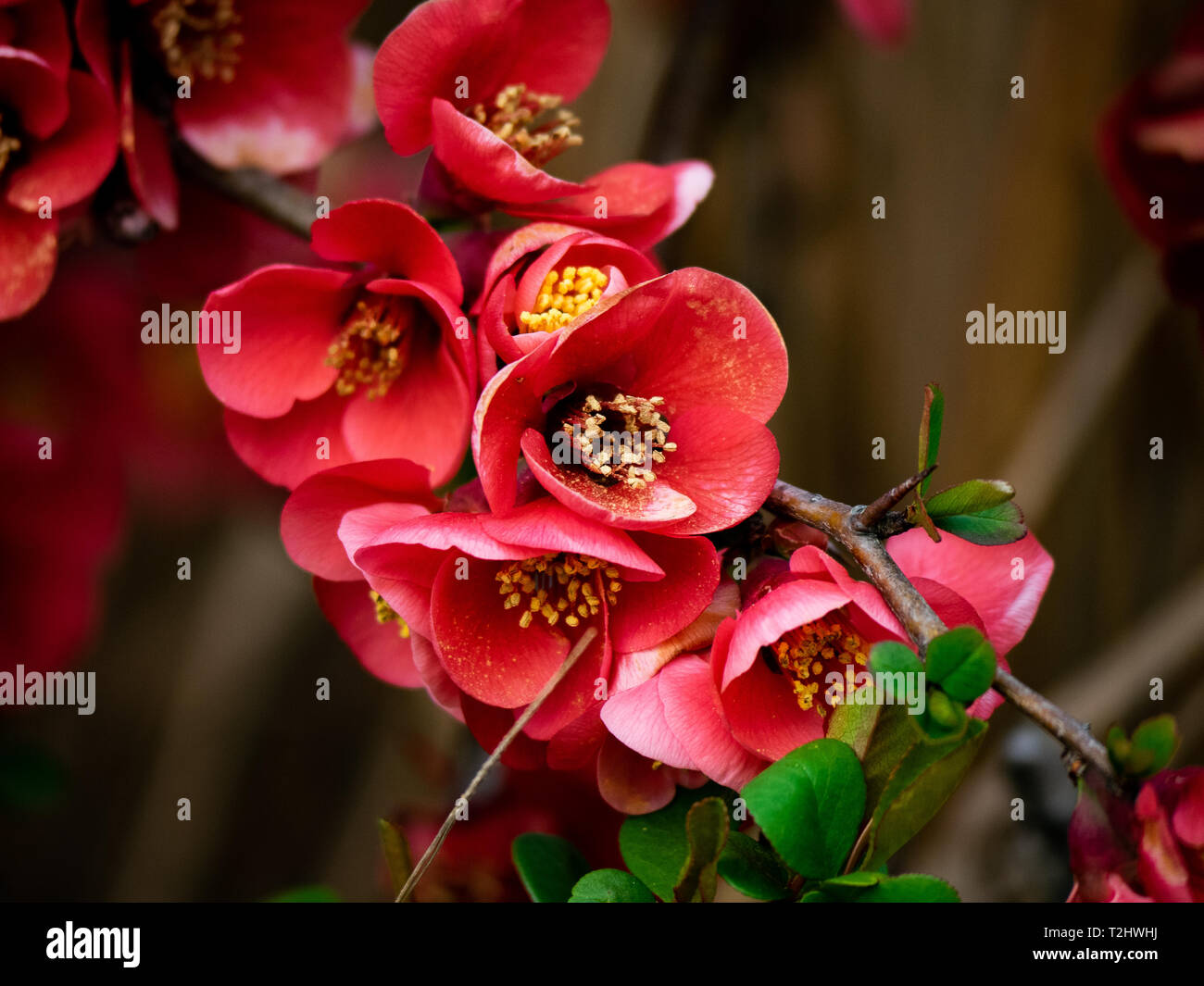 chinese quince blossoms open on a thorned quince tree in a park in
