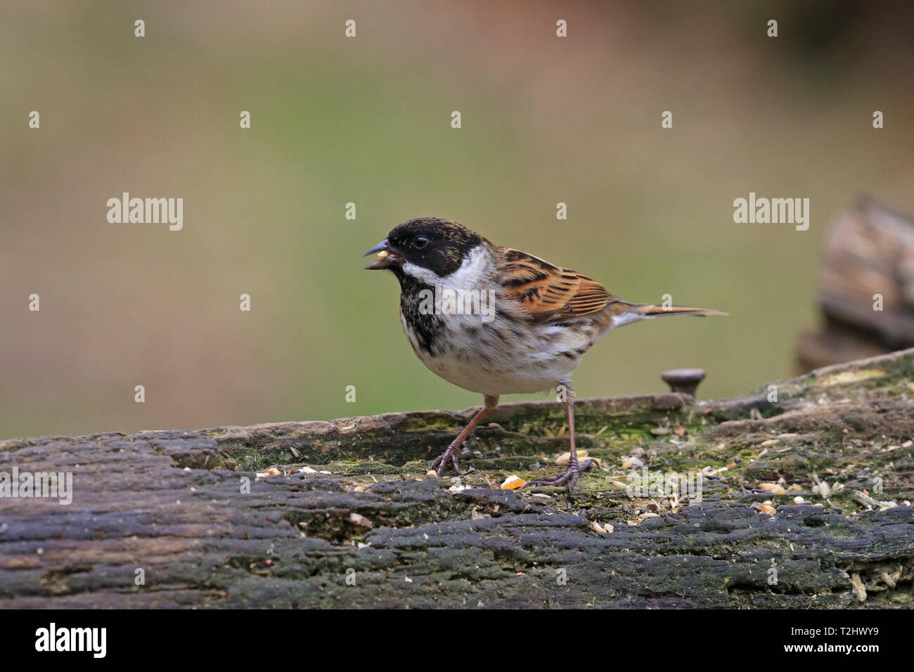 Male Reed Bunting, Emberiza schoeniclus eating bird seed on a decaying tree branch, England, UK. Stock Photo