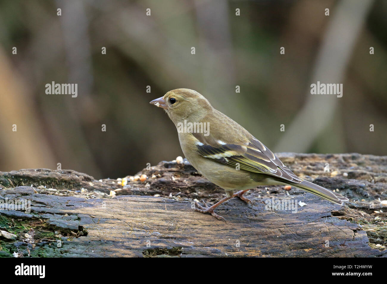Adult female Chaffinch, Fringilla coelebs eating seed on decaying tree branch, Stock Photo