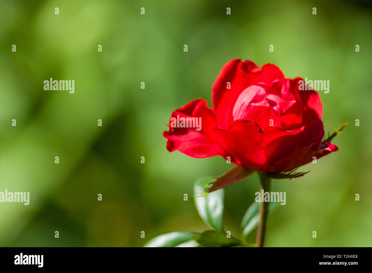 Red Rose flower on green background. Nature Stock Photo - Alamy