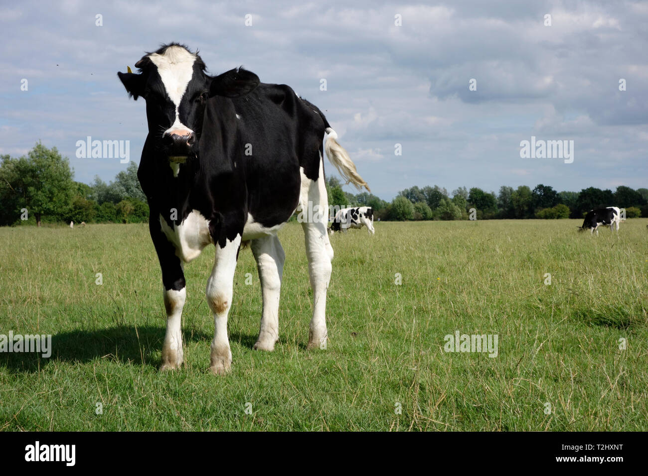 Young beef cattle in Dedham Vale Stock Photo