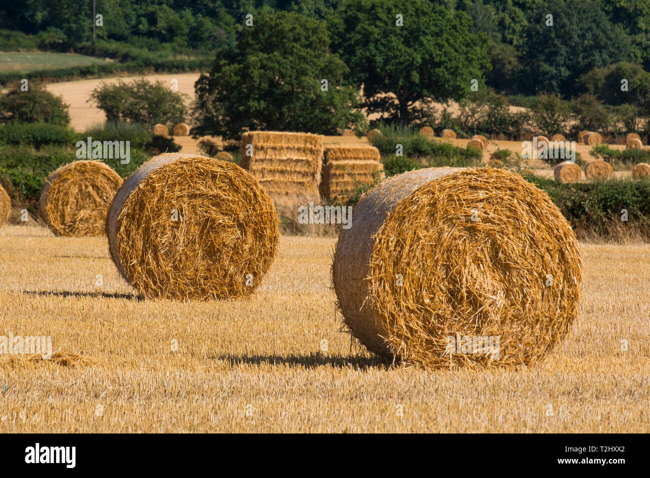 Harvesting straw hires stock photography and images Alamy