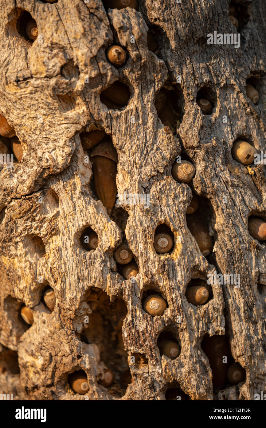 Acorn Woodpecker Granary in Northern California Stock Photo Alamy