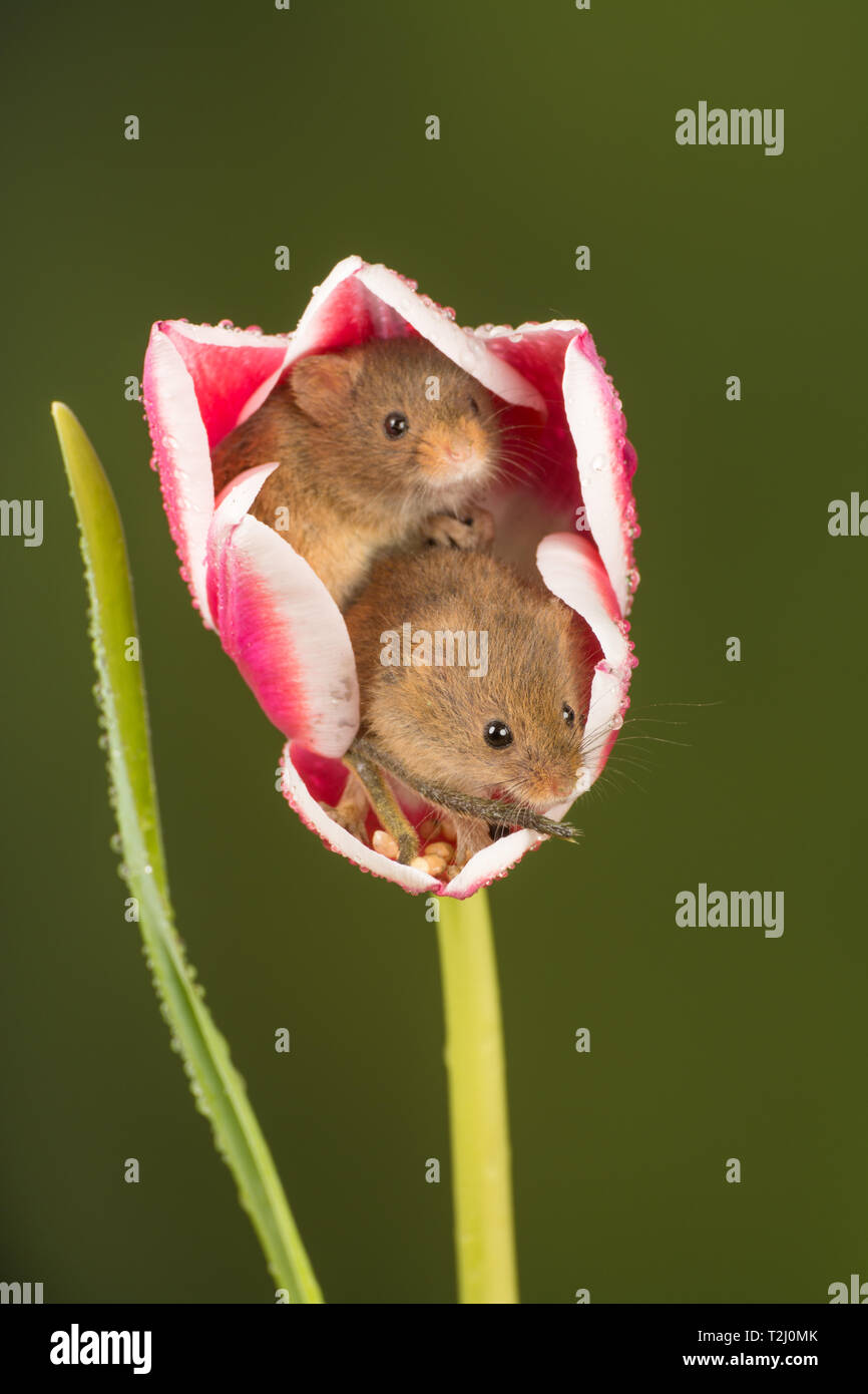 Two harvest mice (Micromys minutus), a small mammal or rodent species. Cute animals in a pink and white tulip flower. Stock Photo