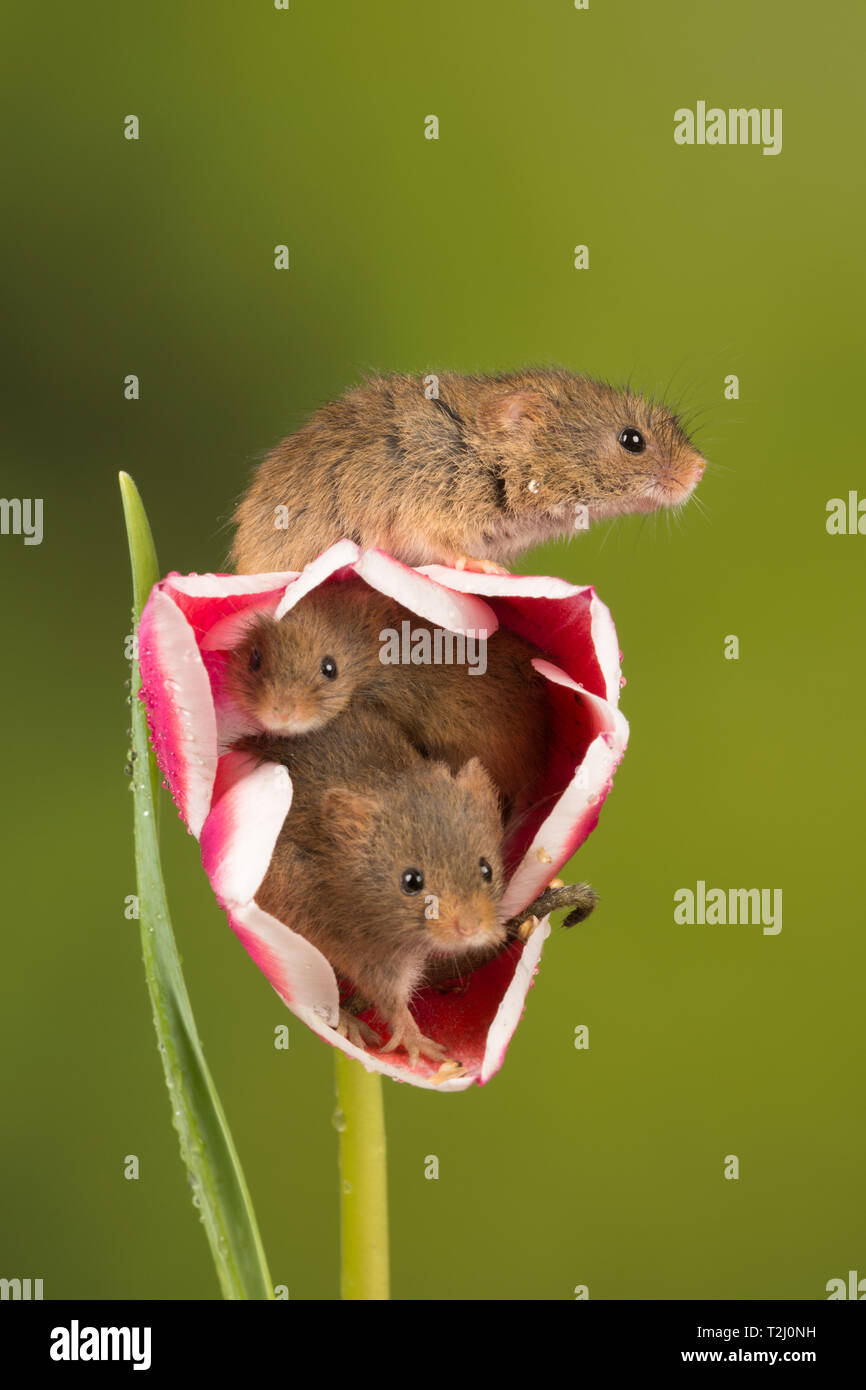 Three harvest mice (Micromys minutus), a small mammal or rodent species. Cute animals on a pink and white tulip flower. Stock Photo
