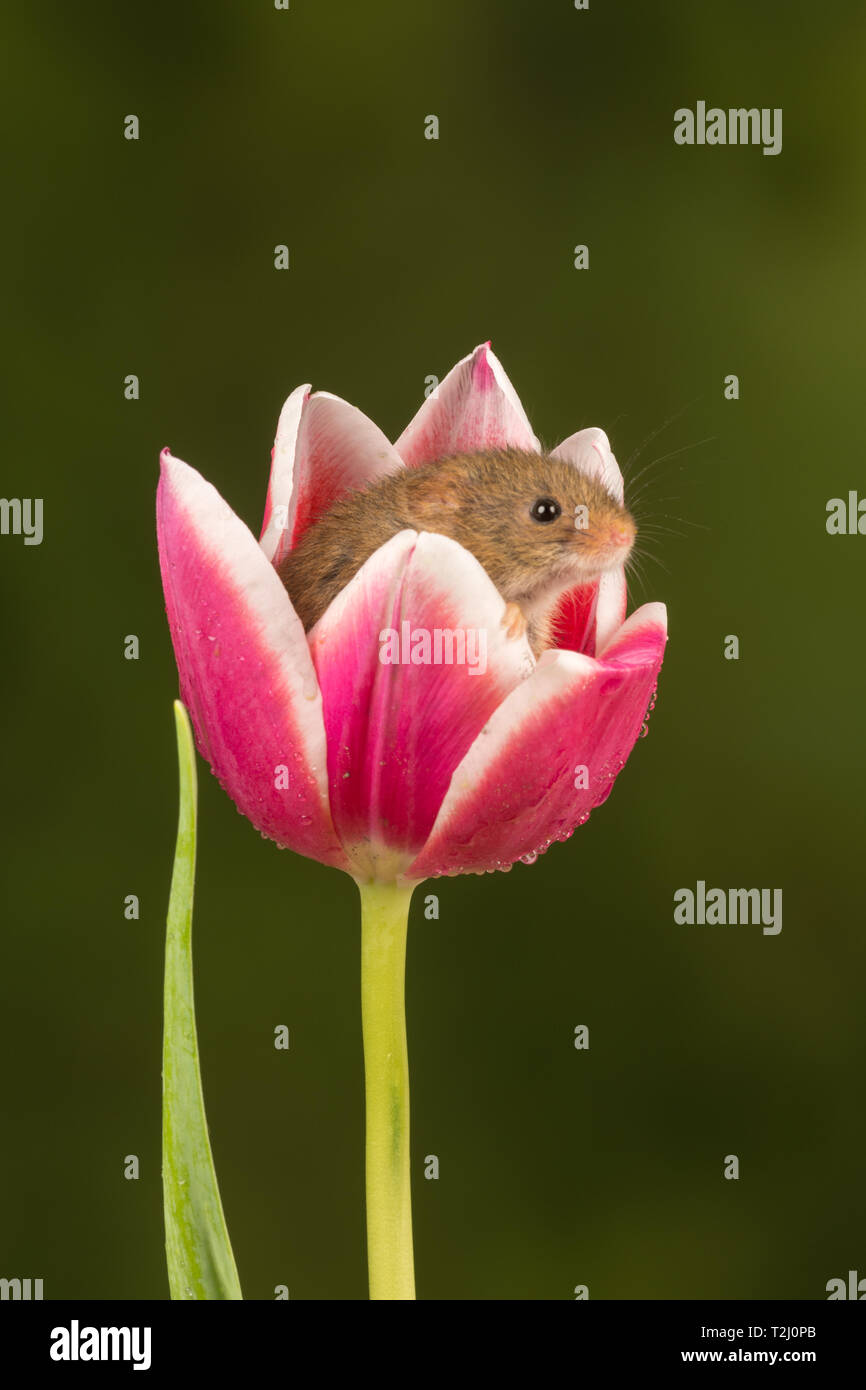 Harvest mouse (Micromys minutus), a small mammal or rodent species, peeping out of a pink and white tulip flower. Cute animals. Stock Photo
