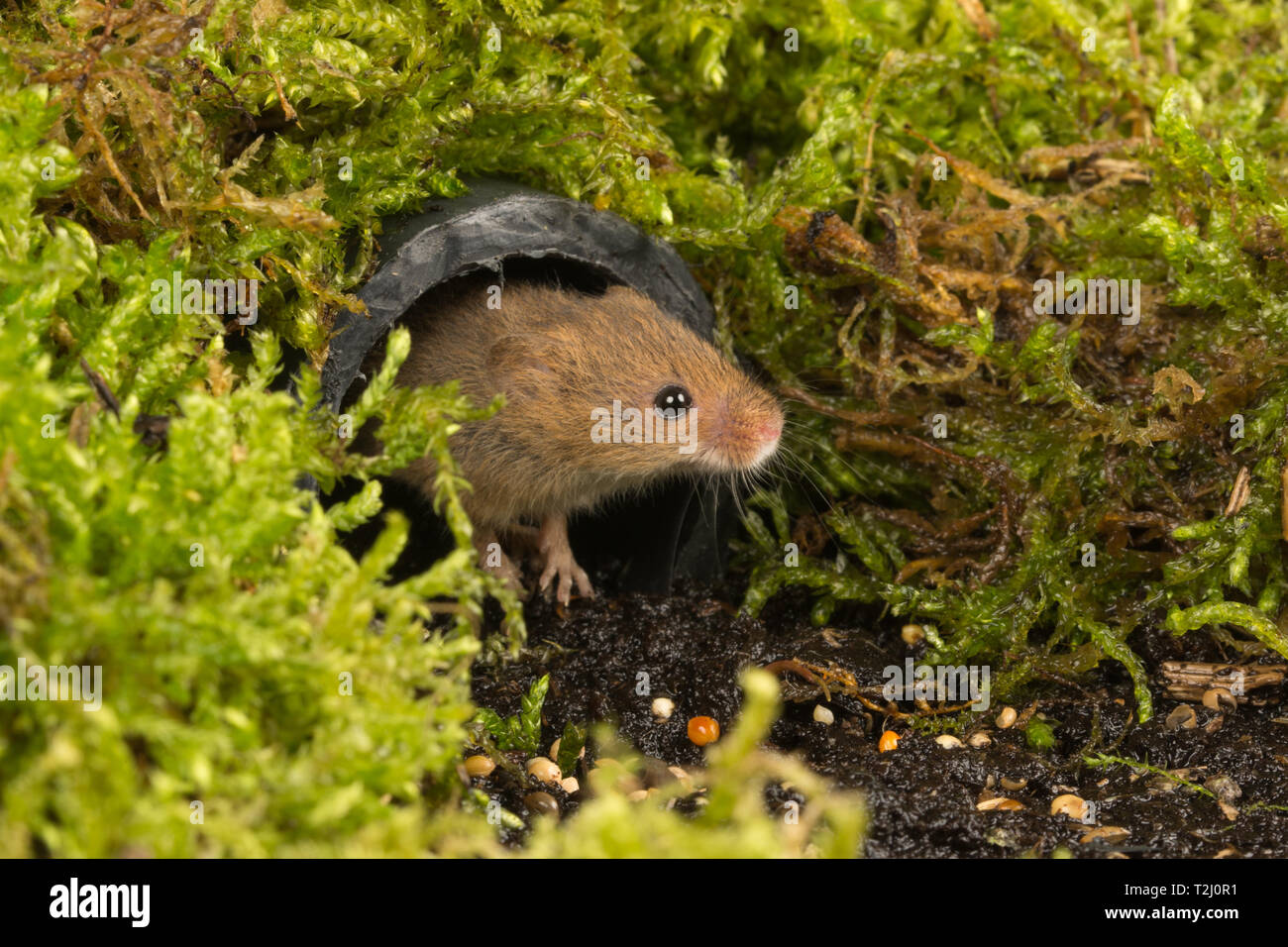 Harvest mouse (Micromys minutus), a small mammal or rodent species, peeping out of a pipe. Cute animal. Stock Photo