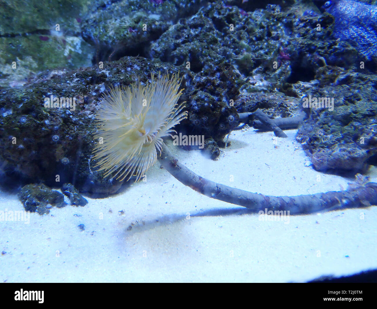 Star Horseshoe Worm Stock Photo Alamy