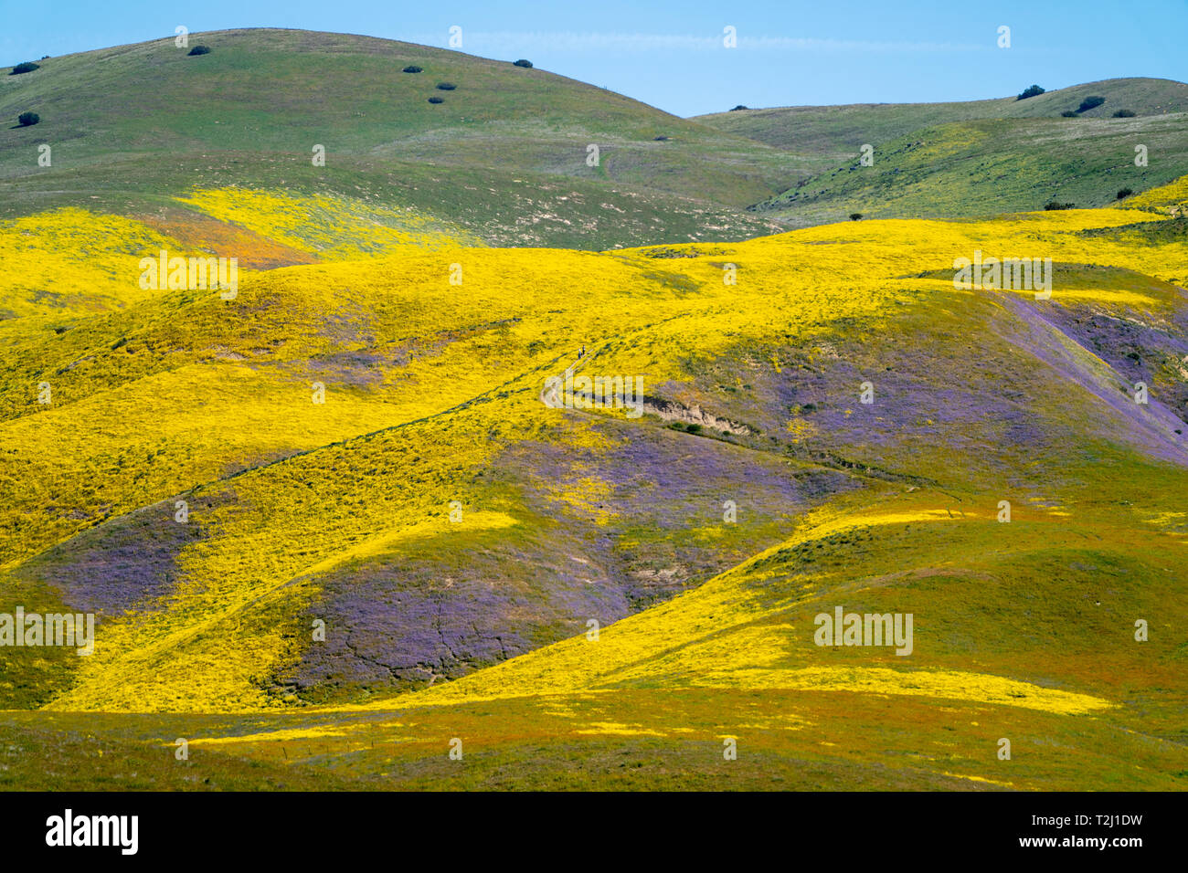 Super bloom at Carrizo Plain National Monument in California. Purple