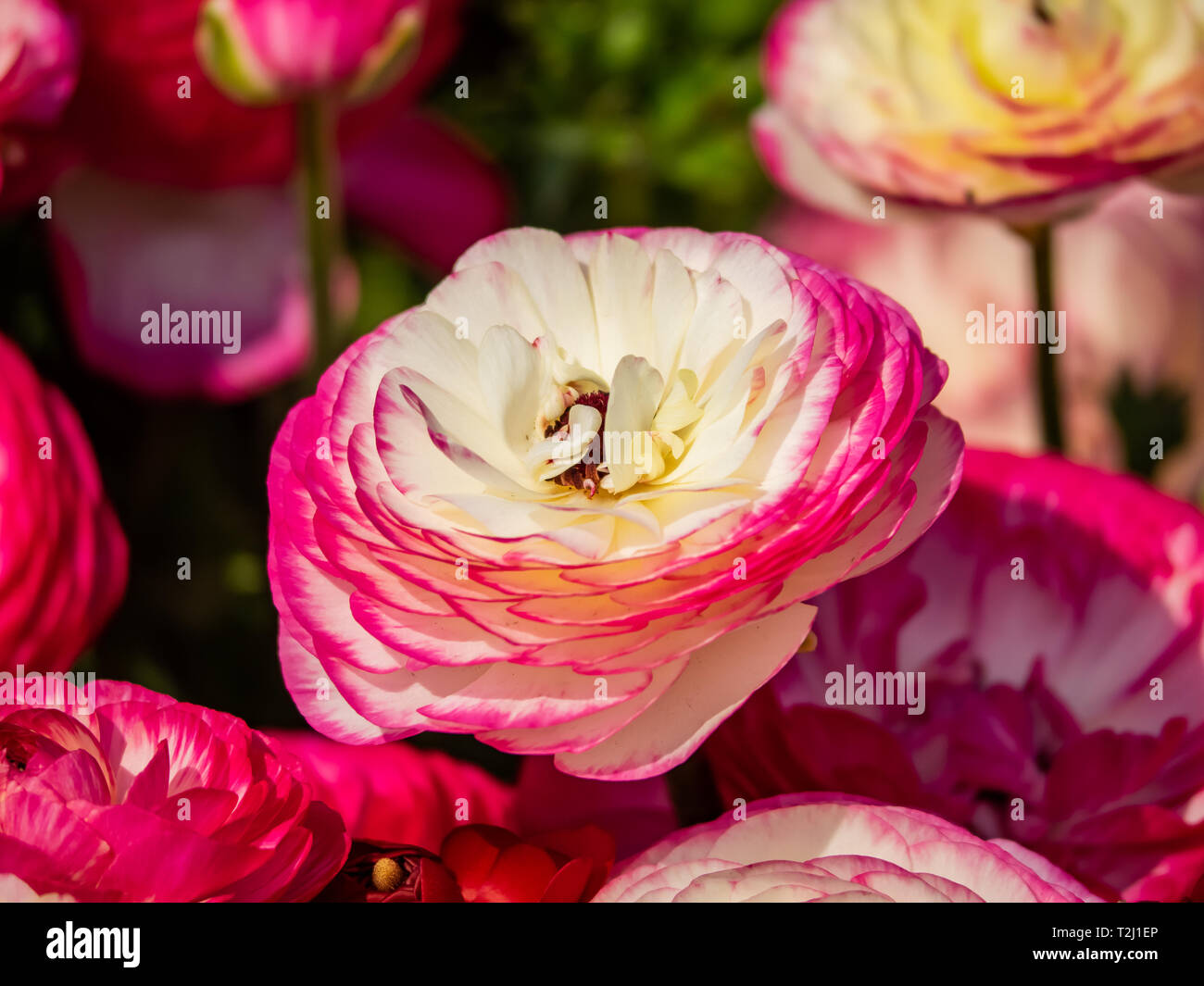 Ornate and brightly colored buttercup flowers, or some variation there of, bloom in a Japanese