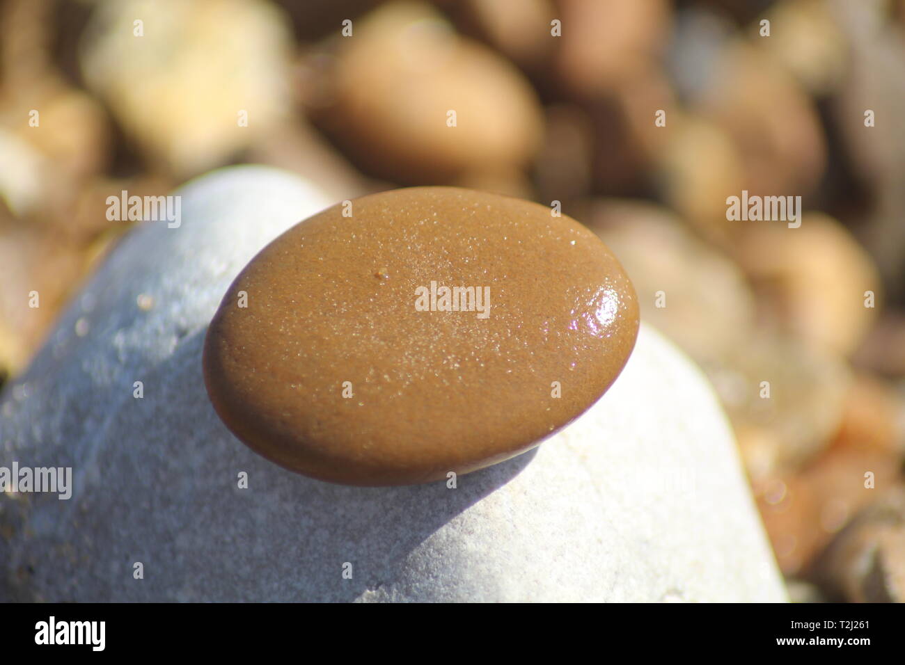 Close-up of wet pebble on a rock at a sunny, stoney beach Stock Photo