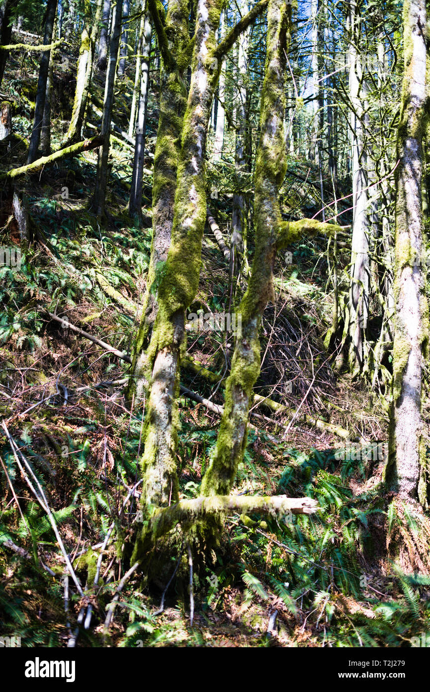 Mossy Trees are a Common Sight in the Rain Forests of the British