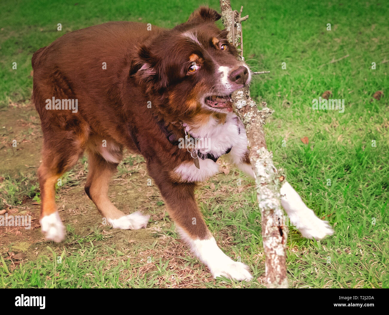 shaved australian shepherd