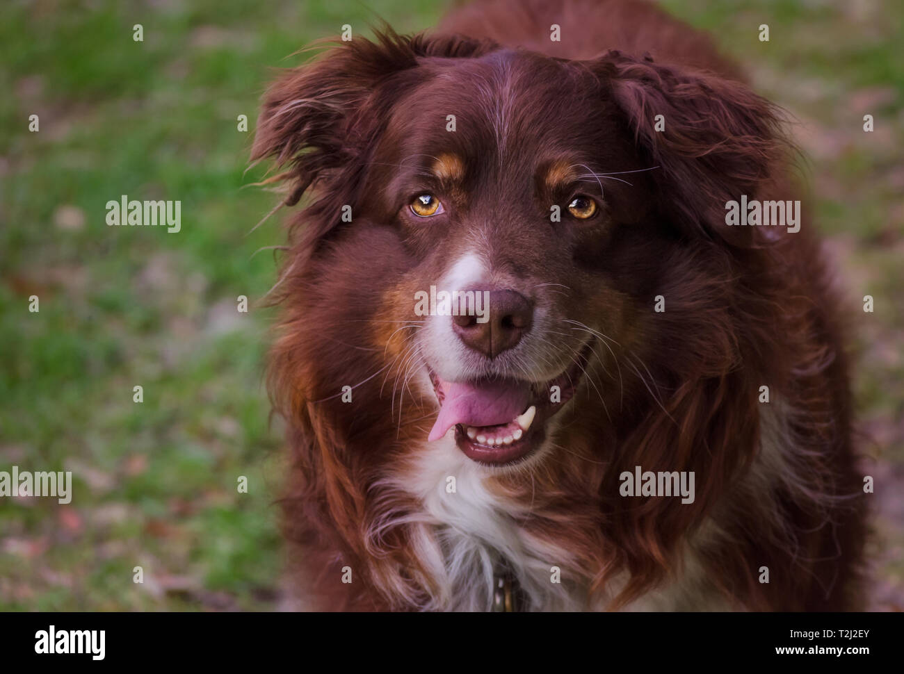 A nine-year-old red tri Australian Shepherd dog poses in his yard, May 10, 2017, in Coden, Alabama. Stock Photo