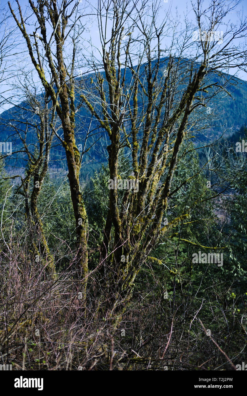 Mossy Trees are a Common Sight in the Rain Forests of the British Columbia Coast Mountains Stock Photo